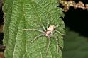 Philodromus_aureolus_D4990_Z_91_Les Gris_Frankrijk
